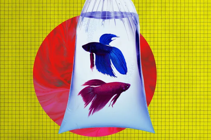Two colorful betta fish, one blue and one red, swimming in a clear plastic bag against a bright yellow and red abstract background.